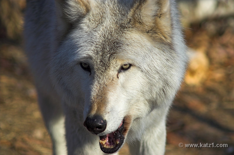 Arctic Wolf 036